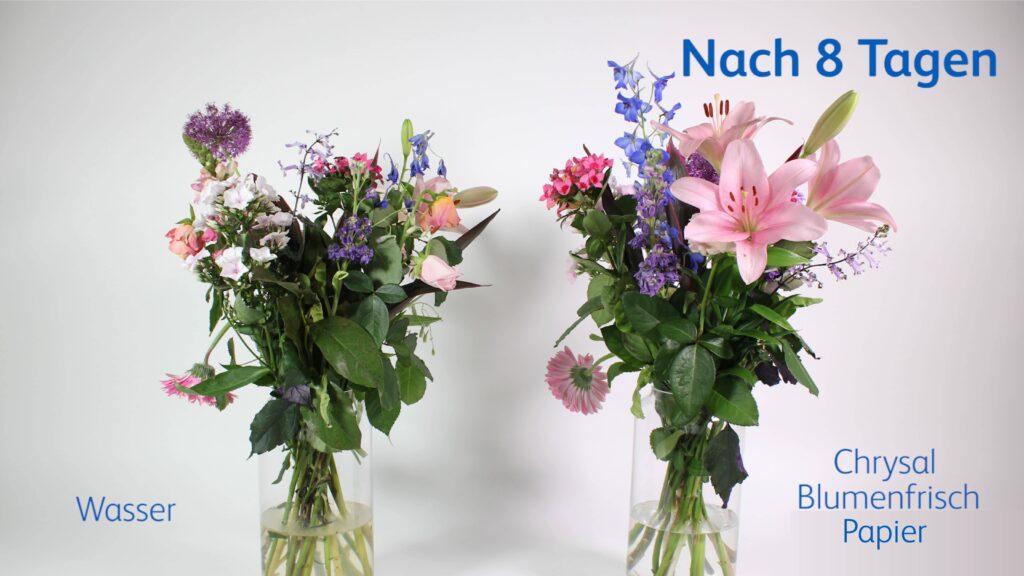 Chrysal Klar Professional 3 Vase & Steckschaum 2 kg Frischhaltemittel für Blumen 