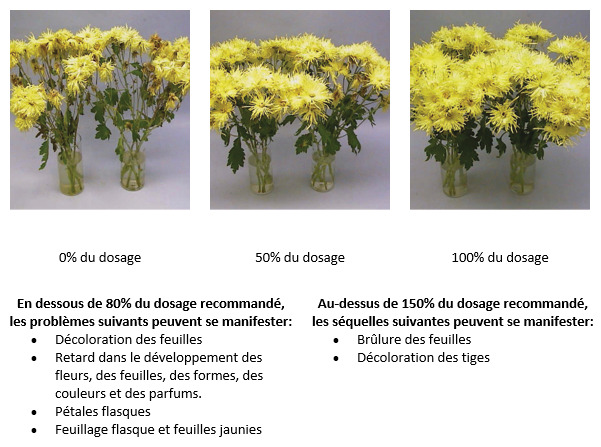 Fleur Assistance - Grossiste en fleurs coupées et feuillages frais