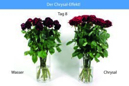 Der Chrysal Effekt