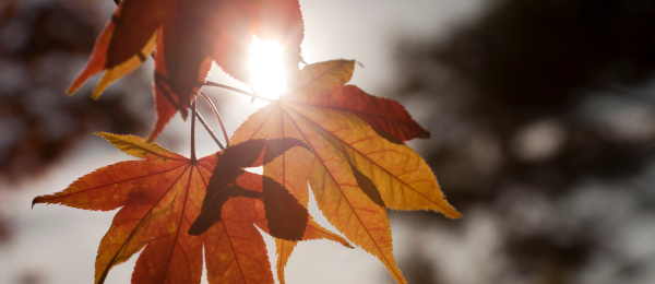 NL_Header_Ahorn-Herbst