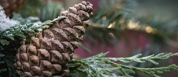 NL_Header_TannzapfenWinter