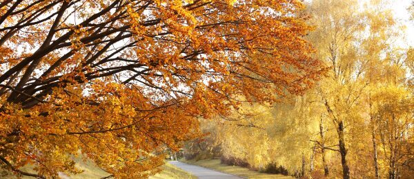 NL_Header_farbig-Herbst2