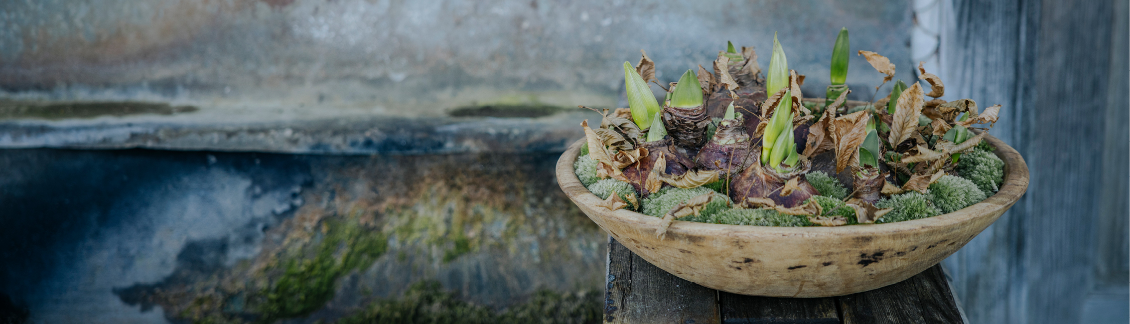 Fachmagazin Florist:in